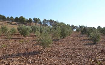 venta terrenos solares los santos de maimona zafra