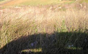 venta terrenos solares zafra zafra