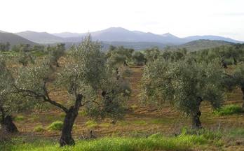 venta terrenos solares zafra zafra