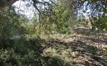 venta terrenos solares sant carles de la rapita rustico