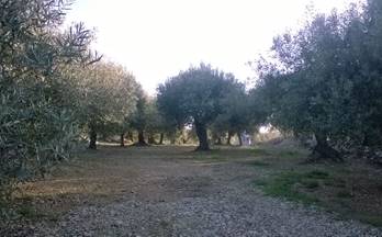 93 terrenos y fincas en venta godall