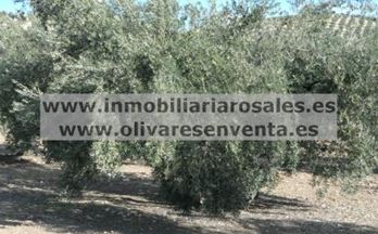 venta finca rustica baena ruedo de baena
