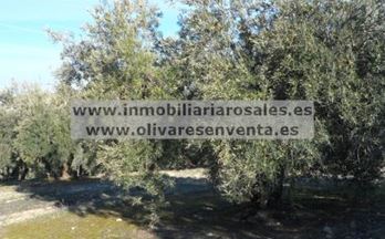 venta finca rustica baena 