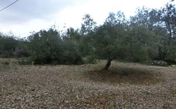 133 terrenos y fincas en venta l´aldea