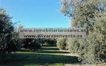 venta finca rustica baena 2 fanegas.
