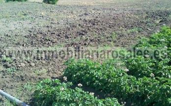 venta finca rustica baena 2 fanegas de huerta