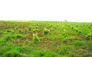 venta terrenos solares puebla de sancho perez puebla de sancho pérez