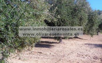 venta finca rustica baena 5,3 fan. con subvención