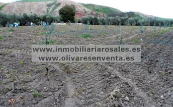 venta finca rustica baena 1 fan. de huerta, ocasión únic