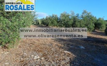 venta finca rustica baena a pie de carretera