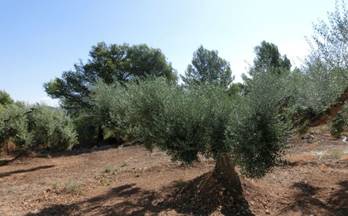 venta finca rustica alcanar alcanar playa