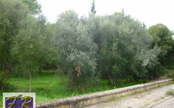 venta terrenos solares alcudia 