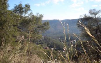 venta terrenos solares cervello cervelló