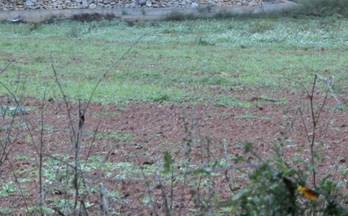 venta finca rustica ulldecona zona poligono