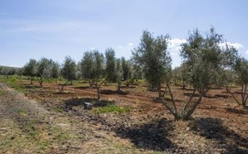 venta finca rustica almagro 