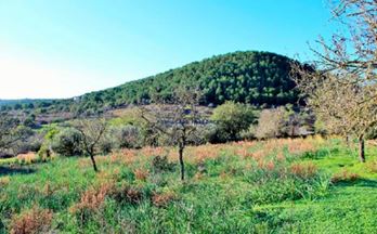 52 terrenos y fincas en venta petra