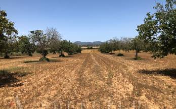 venta terrenos solares manacor porto cristo