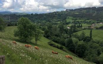 133 terrenos y fincas en venta asturias provincia