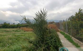 venta terrenos solares aljucer camino salabosque
