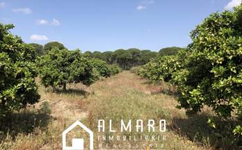 venta terrenos solares almonte almonte