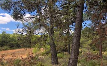 81 casas en venta balones