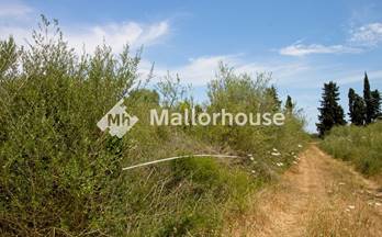 119 terrenos y fincas en venta llubi