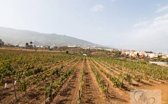 11 terrenos y fincas en venta santa ursula