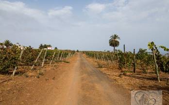 venta finca rustica santa ursula barranco hondo