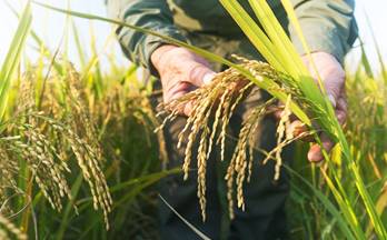 venta terrenos solares deltebre afueras del pueblo