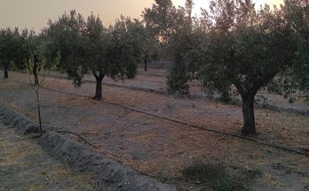 venta finca urbana tabernas fincas