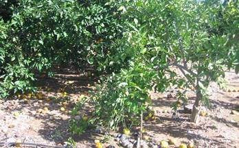 44 casas en venta benimuslem