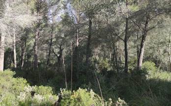 31 terrenos y fincas en venta vilafranca de bonany