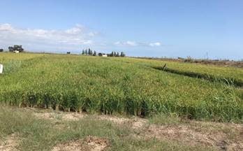 venta finca rustica amposta poble nou