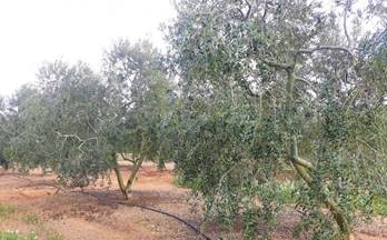 21 terrenos y fincas en venta vila seca