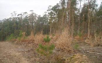 42 terrenos y fincas en venta caldas de reis