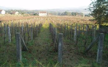 venta terrenos solares vilanova de arousa tremoedo - sanguiñedo