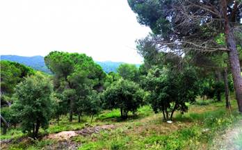 venta terrenos solares tordera 