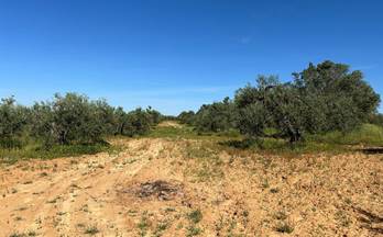 venta finca rustica bollullos par del condado periferia
