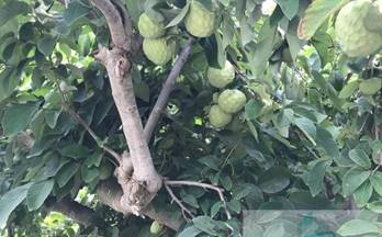 venta finca rustica salobreña vega