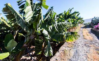 16 terrenos y fincas en venta la orotava