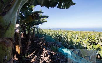 8 terrenos y fincas en venta puerto de la cruz