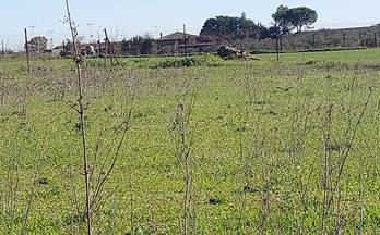 venta terrenos solares puebla de sancho perez puebla de sancho pérez