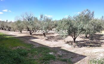 85 terrenos y fincas en venta albaida