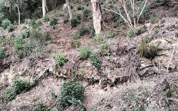 venta terrenos solares palafolls ciutat jardi sant genis de pal