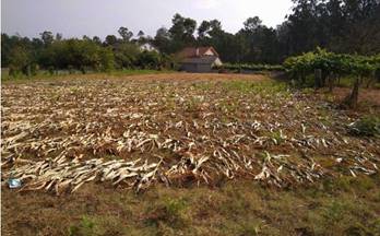venta terrenos solares salvaterra de miño alxen