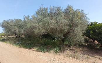 venta terrenos solares amposta eucaliptus-poble nou del delta