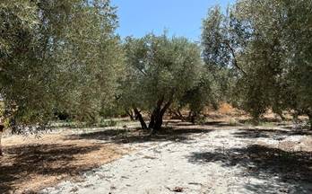 venta finca rustica cozvijar cozvíjar