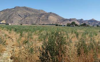 125 terrenos y fincas en venta vegas del genil