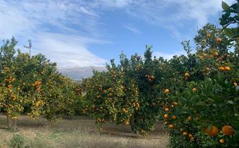 58 terrenos y fincas en venta lecrin