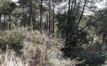 venta terrenos solares cadalso de los vidrios calle de las palmas